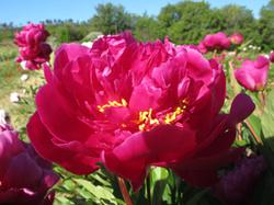 planter une tige de pivoine